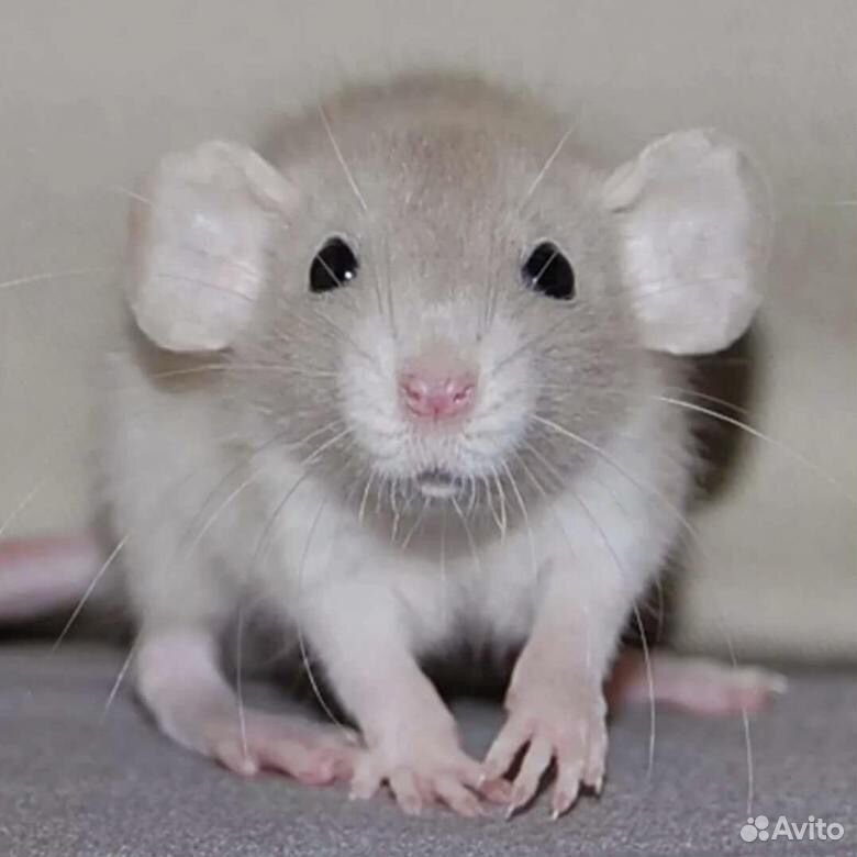 Крысята породы дамбо купить на Зозу.ру - фотография № 1