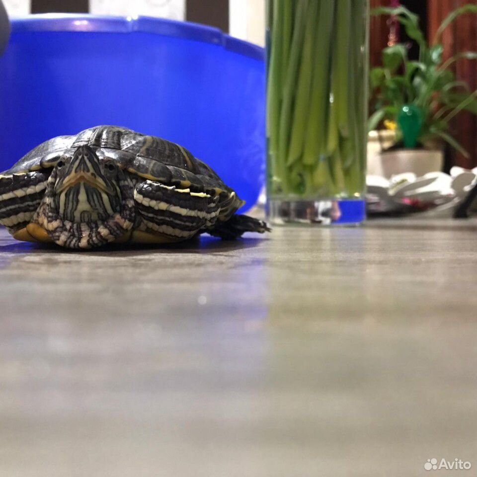 Красноухии Черепахи с аквариумом купить на Зозу.ру - фотография № 3