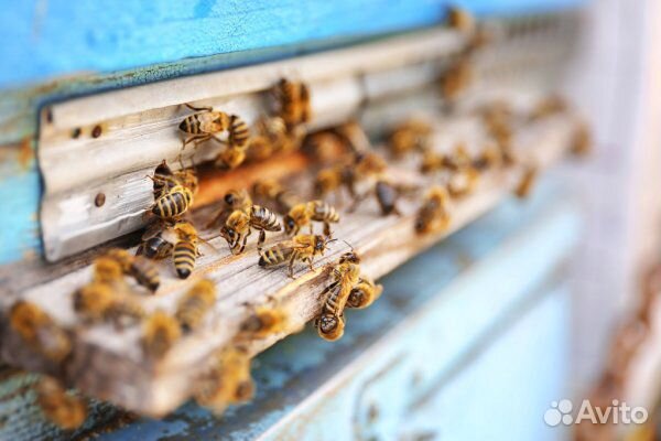 Продаём пчелосемьи с собственной пасеки купить на Зозу.ру - фотография № 1
