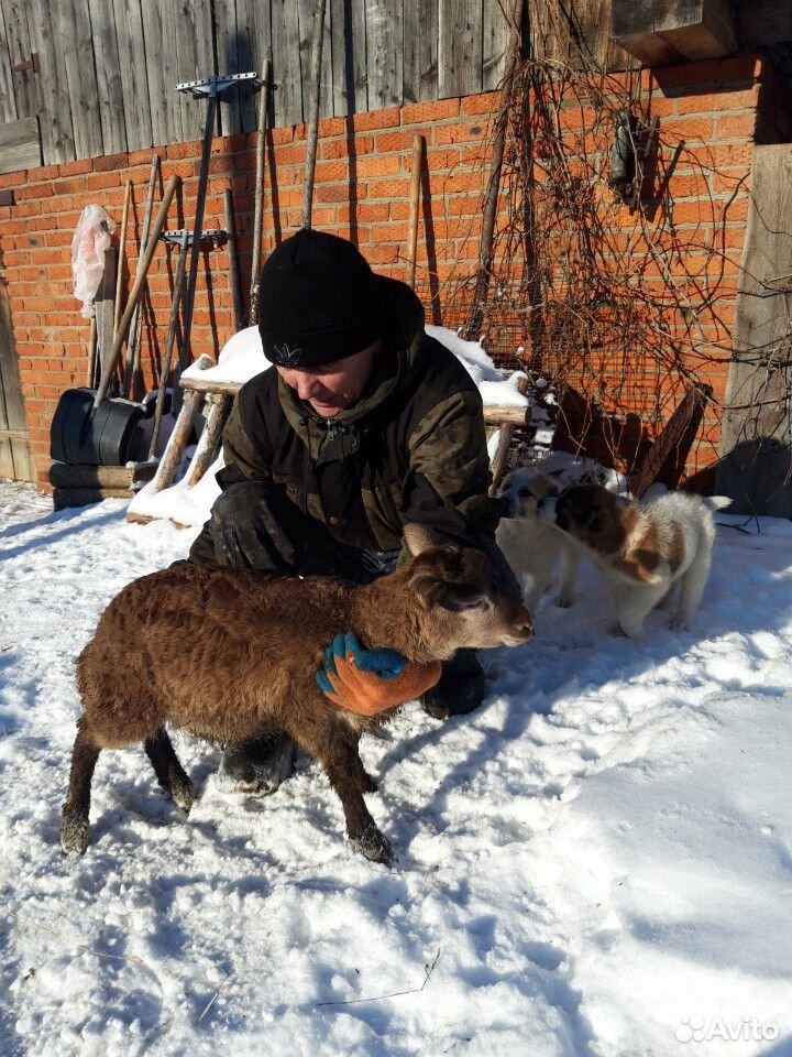 Овцы бараны кутумской породы купить на Зозу.ру - фотография № 1