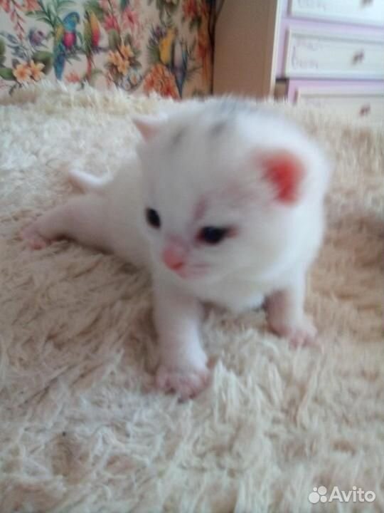Британские белые котята купить на Зозу.ру - фотография № 2