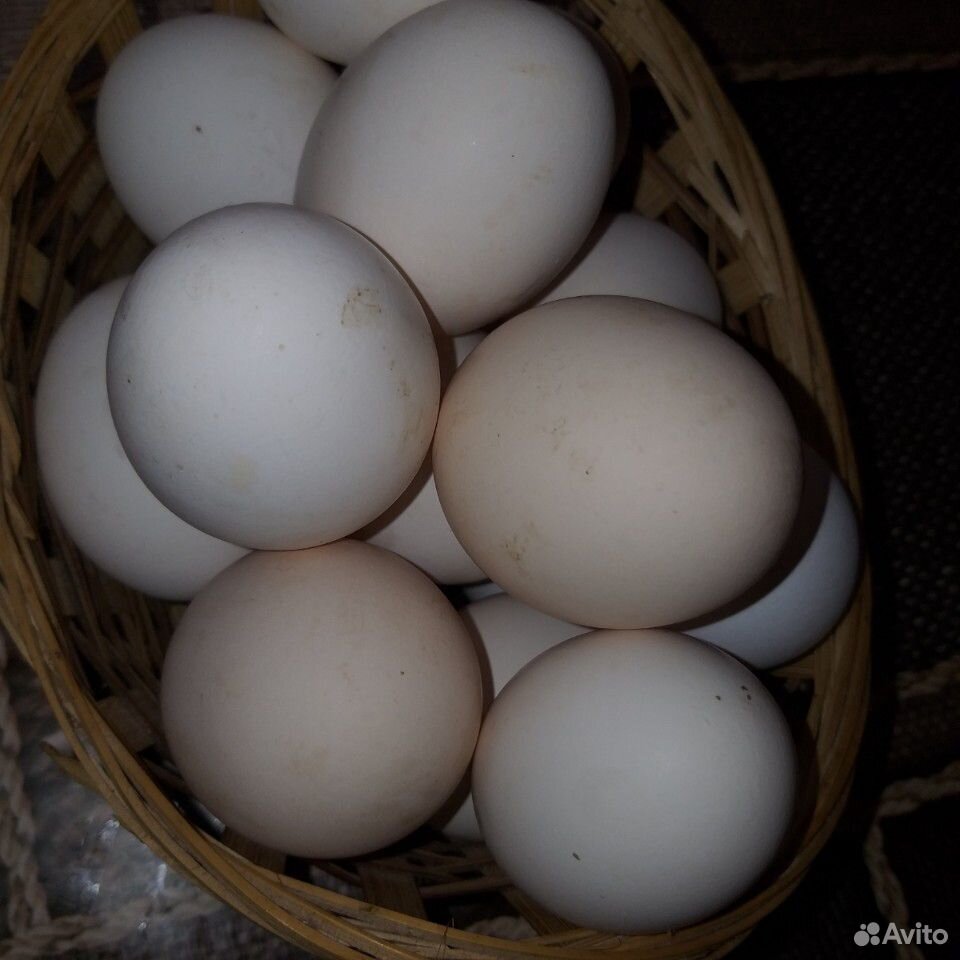Купить инкубационное яйцо в москве и области. Борковская барвистая яйцо. Яйцо кур Барковская барвистая. Синь-синь-Дянь порода кур купить. +37361027118 Куры барковские.