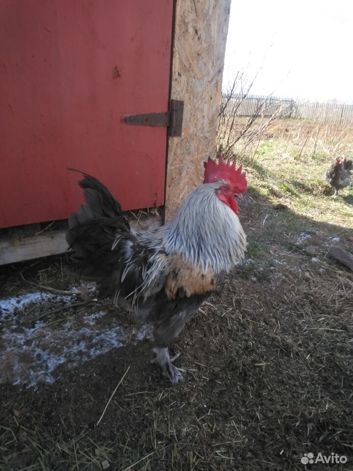 Цыплята, яйцо на инкубацию Серебристо голубых Мара купить на Зозу.ру - фотография № 1