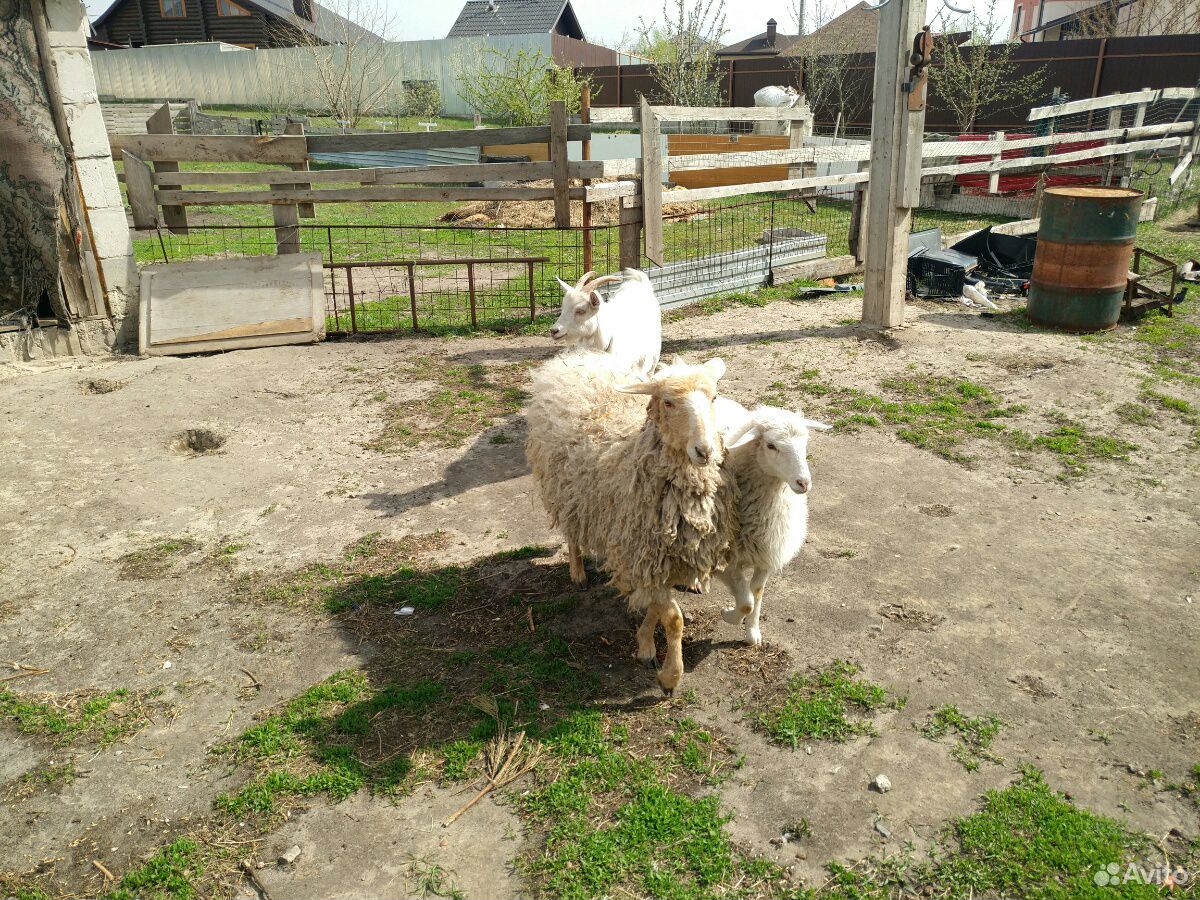 Две овцы на племя(ярки) купить на Зозу.ру - фотография № 1
