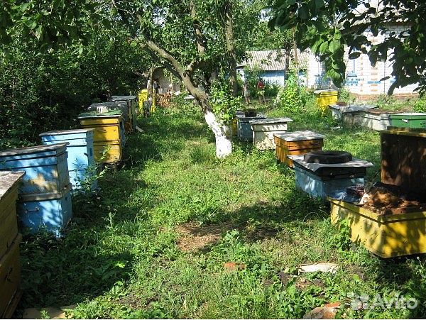 Пчелопакеты купить на Зозу.ру - фотография № 3