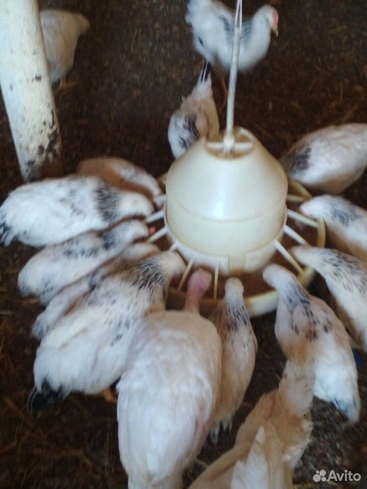 Цыплята серебро несушки купить на Зозу.ру - фотография № 4