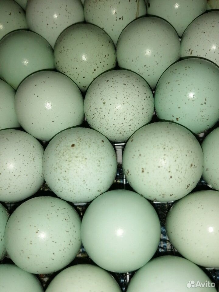 Селадон инкубационное яйцо купить на Зозу.ру - фотография № 1