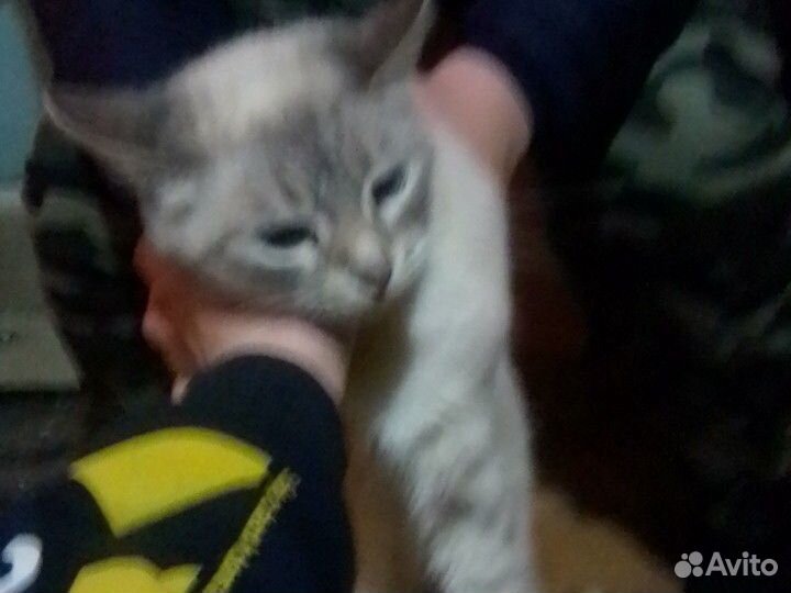 Пародестая кошка ши-цу купить на Зозу.ру - фотография № 1
