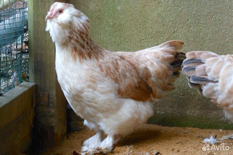 Продам кур и цыплят купить на Зозу.ру - фотография № 3