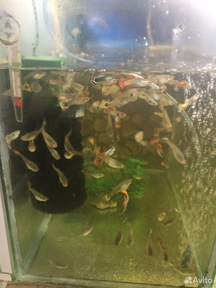 Продам аквариумы,рыбок купить на Зозу.ру - фотография № 1