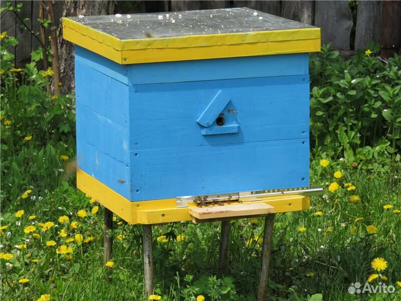Продам полноценные пчелосемьи купить на Зозу.ру - фотография № 1