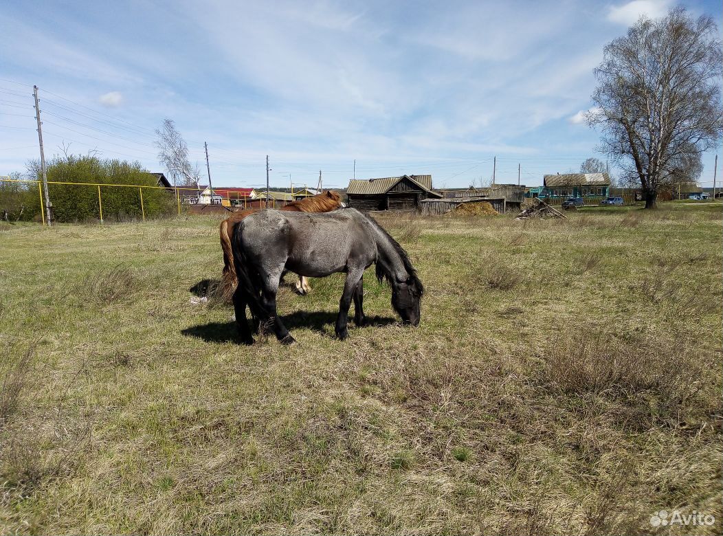 Продам трех лошадей купить на Зозу.ру - фотография № 2