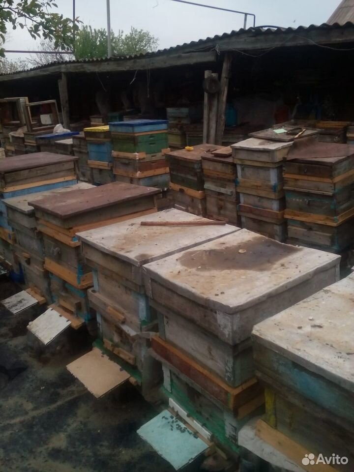 Продам пчелопакеты купить на Зозу.ру - фотография № 2