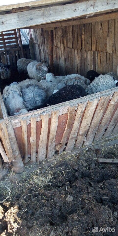 Овцы и бараны продам купить на Зозу.ру - фотография № 2