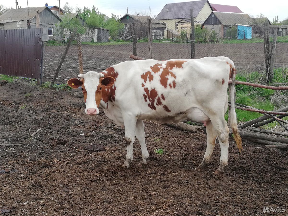 Тёлочка от высоко удойной коровы купить на Зозу.ру - фотография № 2