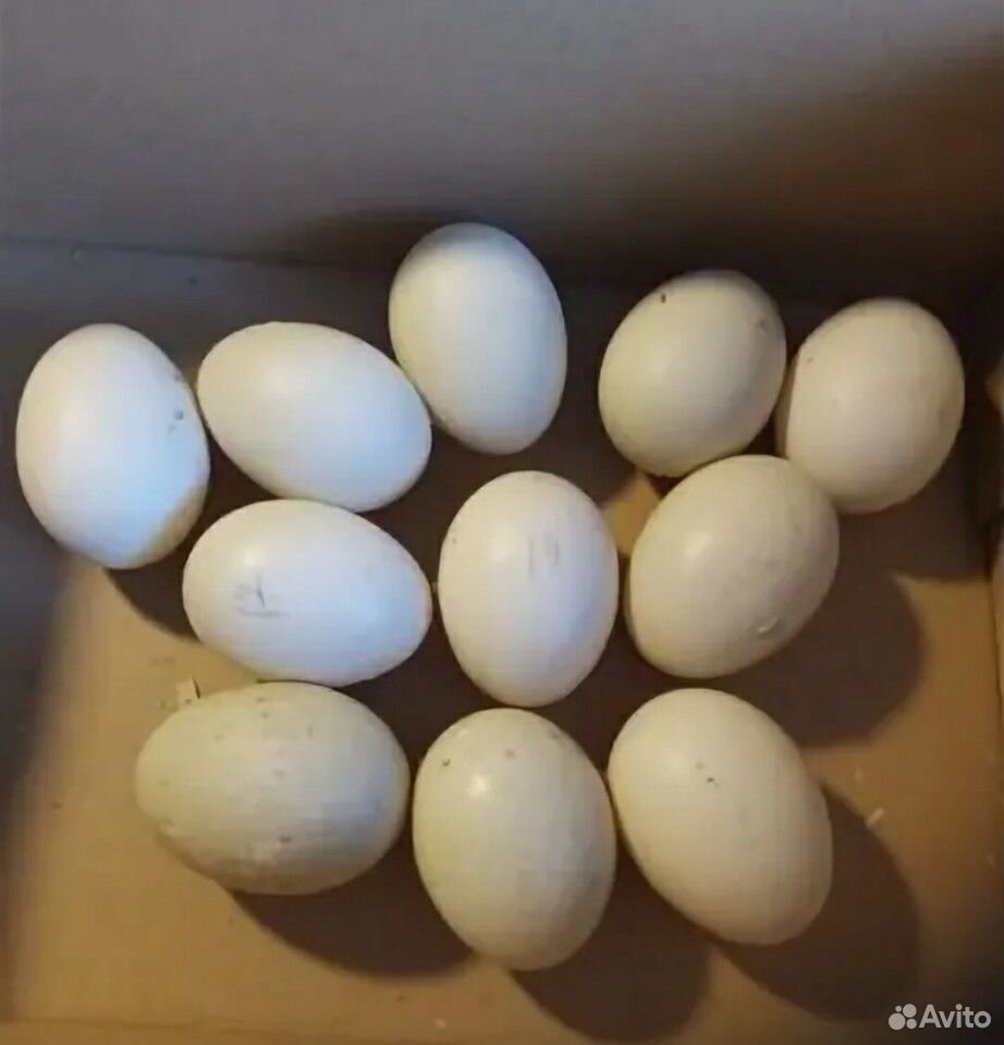 Яйца инкубационные мускусной утки и пекинской утки купить на Зозу.ру - фотография № 1