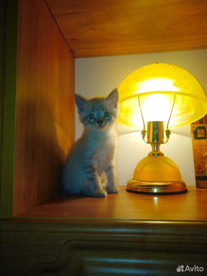 Тайские котята купить на Зозу.ру - фотография № 1