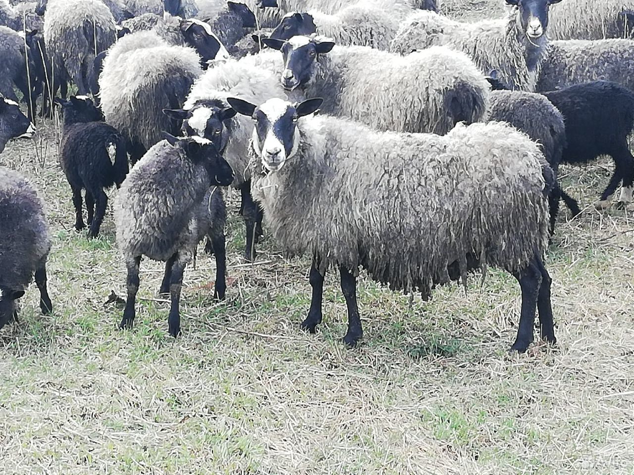 Овцы, ягнята, бараны купить на Зозу.ру - фотография № 2