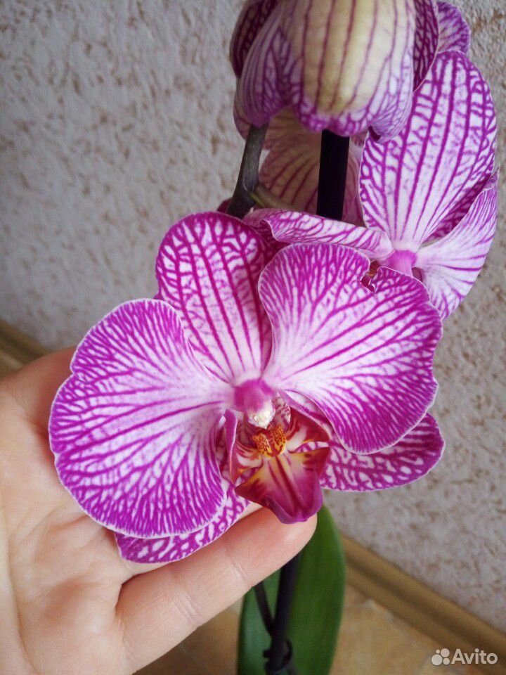 Продам орхидеи купить на Зозу.ру - фотография № 1