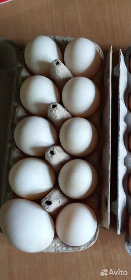 Утиные яйца купить на Зозу.ру - фотография № 1