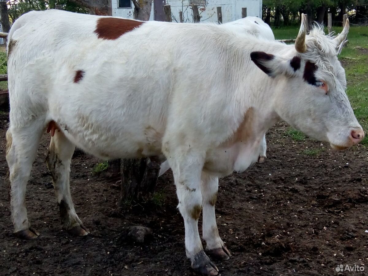 Коровы,быки купить на Зозу.ру - фотография № 1