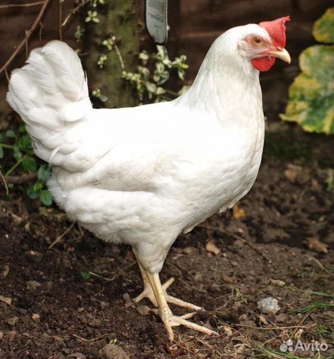 Курица белая яйценосная купить на Зозу.ру - фотография № 3