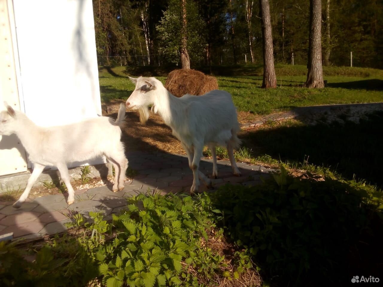 Продам дойных коз, козлят купить на Зозу.ру - фотография № 2