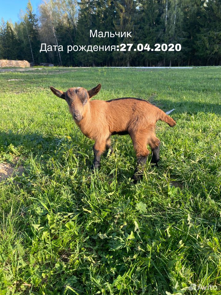 Чешские козлята на племя купить на Зозу.ру - фотография № 4