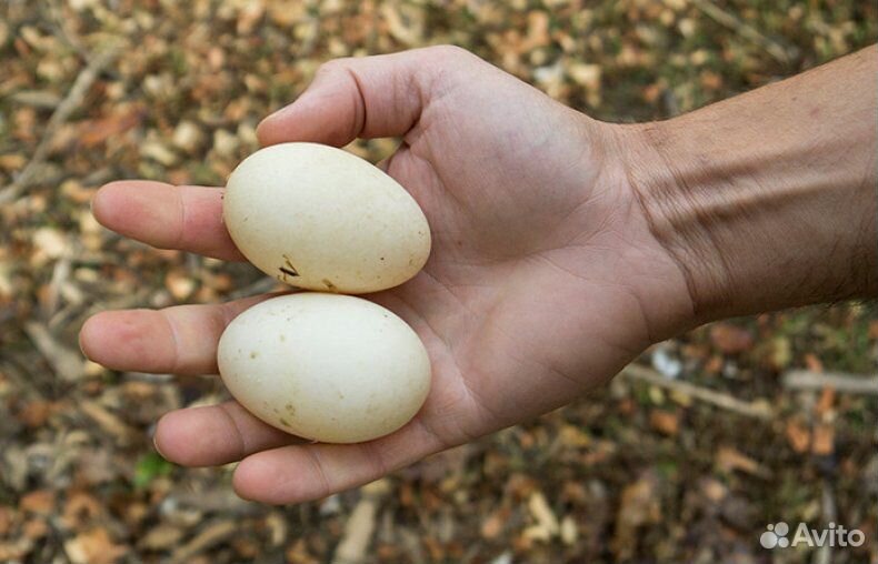 Инкубационное яйцо утки купить на Зозу.ру - фотография № 1