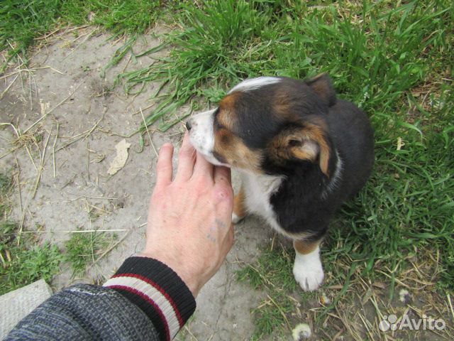 Одам собаку хорошие руки купить на Зозу.ру - фотография № 3