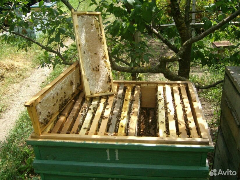Улья с пчелами купить на Зозу.ру - фотография № 2