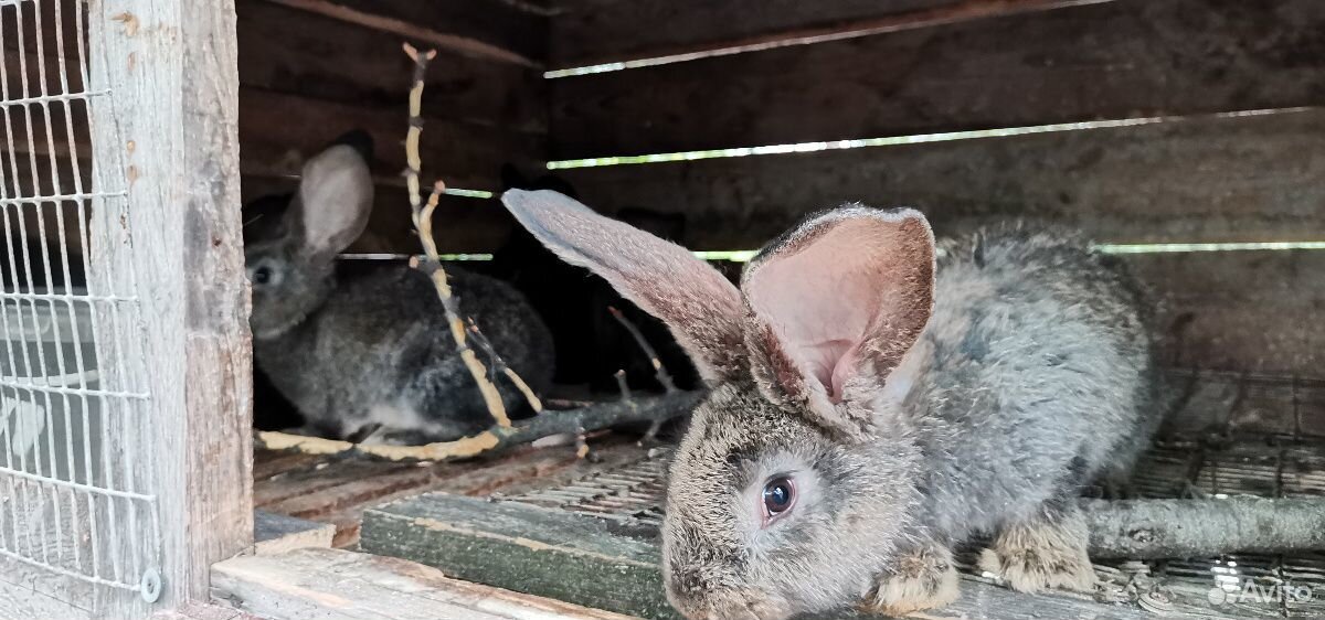 Кролики Фландр купить на Зозу.ру - фотография № 5