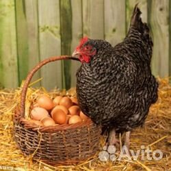 Яйца домашние 10 штук купить на Зозу.ру - фотография № 1