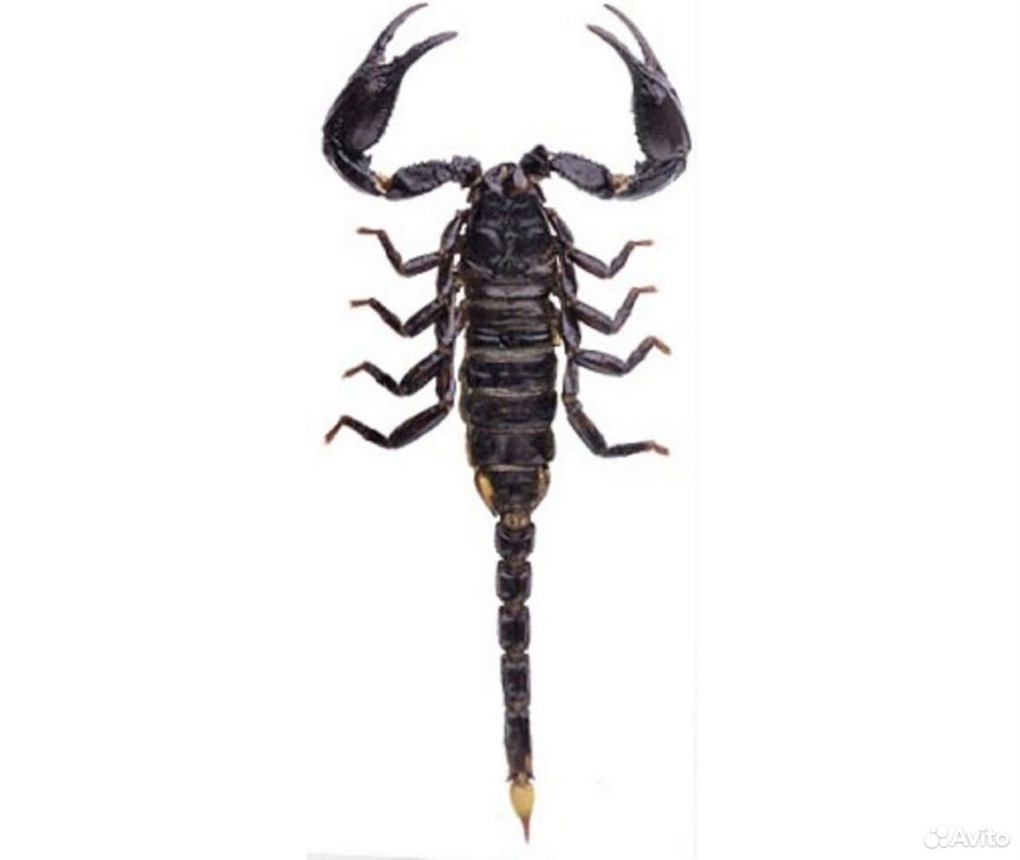 Скорпион (Geterometrus Spinifer) купить на Зозу.ру - фотография № 1