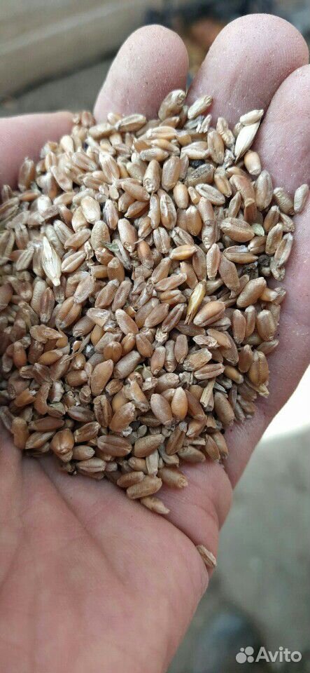 Зерно пшеница купить на Зозу.ру - фотография № 2