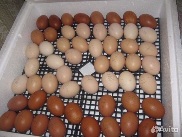 Кохинхин яйцо. Яйца инкубаторные купить в Ульяновске. Купить яйца Маранов для инкубатора Серпухове. Инкубационное яйцо купить в Нижегородской области на авито.