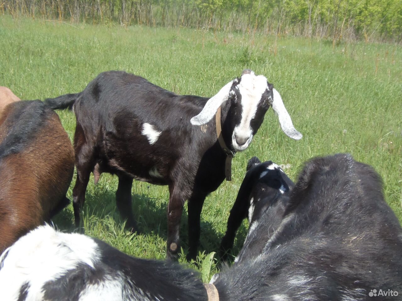 Нубийская дойная коза и козочка, козлик купить на Зозу.ру - фотография № 3
