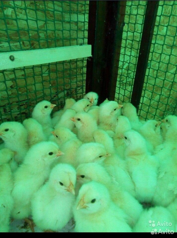 Продам цыплят Ломан Браун купить на Зозу.ру - фотография № 2