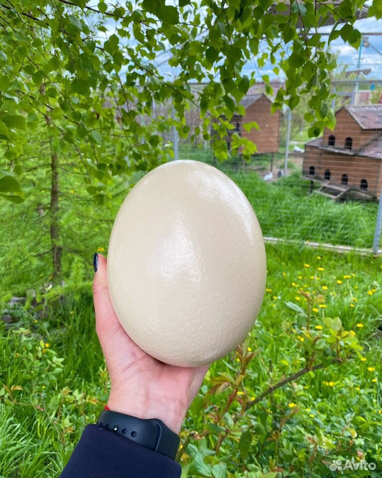 Яйцо страуса купить на Зозу.ру - фотография № 1