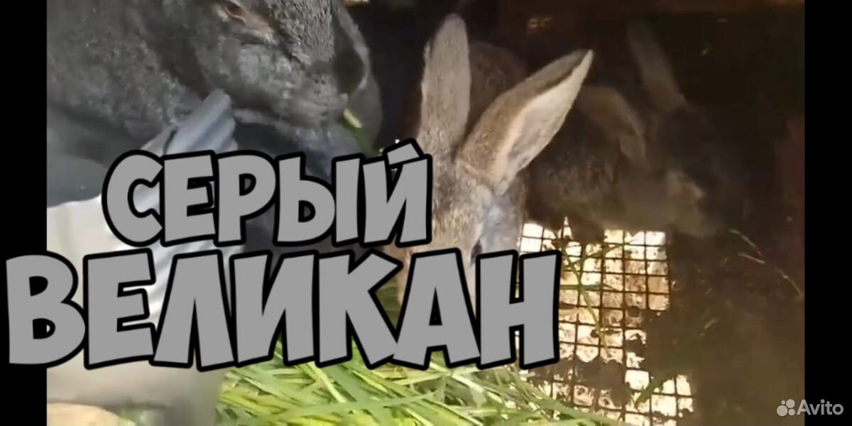 Крольчата породы серый великан купить на Зозу.ру - фотография № 1