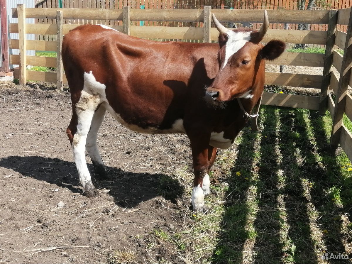 Чистокровная айширская корова, тёлка, годовалая и купить на Зозу.ру - фотография № 1