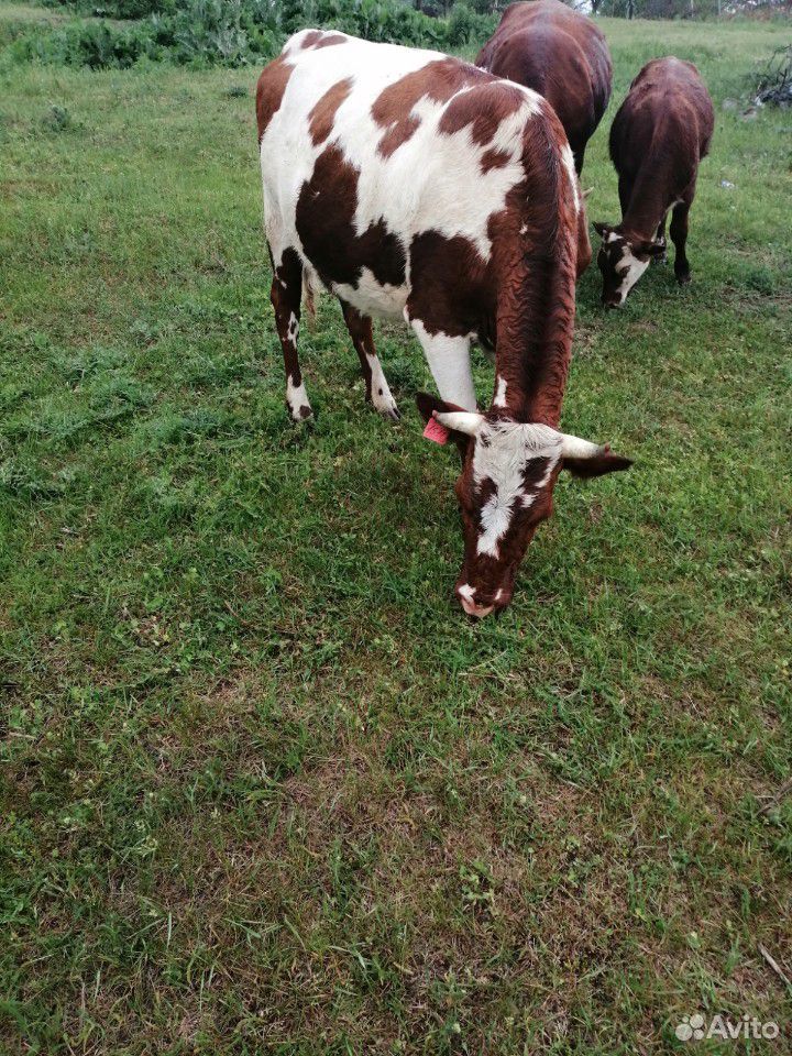 Коровы и бычёк купить на Зозу.ру - фотография № 3