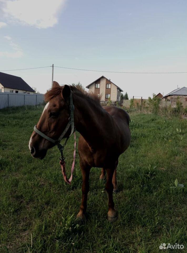 Продаю лошадь купить на Зозу.ру - фотография № 1