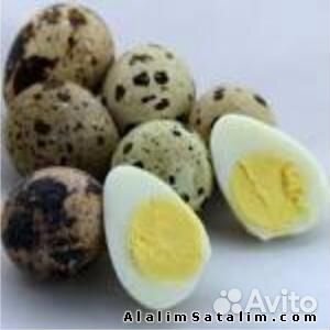 Инкубационное яйцо техасский белый перепел купить на Зозу.ру - фотография № 3