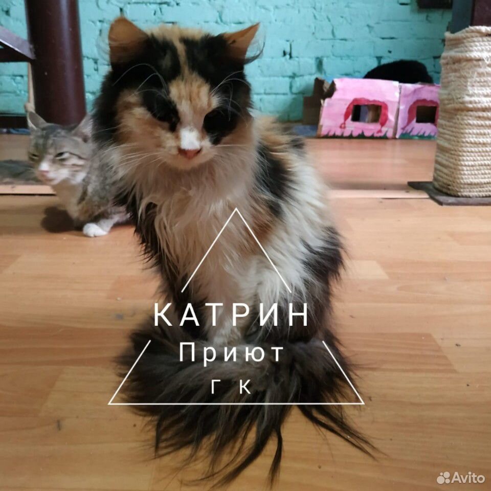Кошки из приюта купить на Зозу.ру - фотография № 5