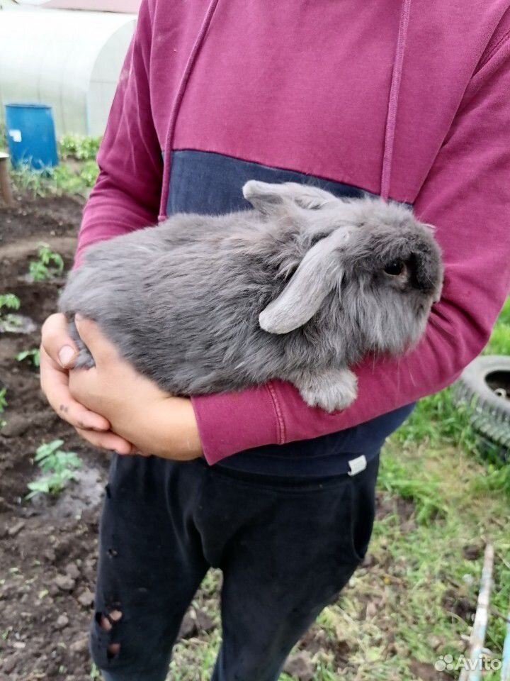 Дикаративный кролик купить на Зозу.ру - фотография № 1