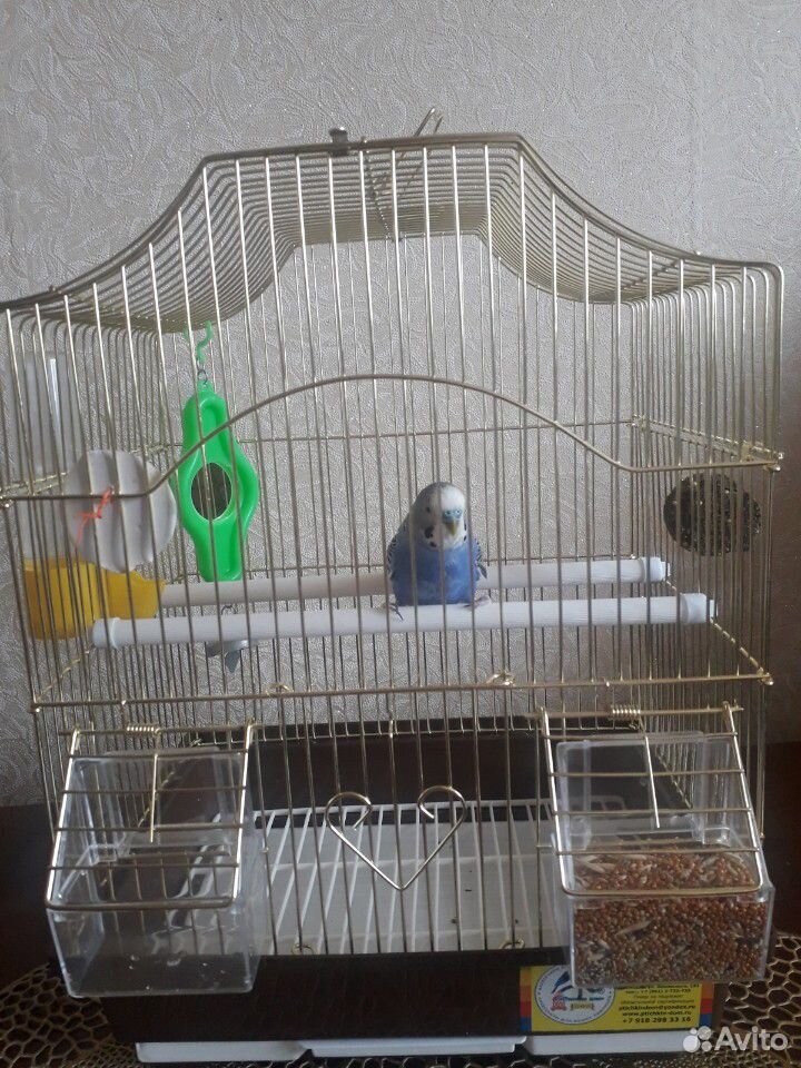 Продам попугая с клеткой купить на Зозу.ру - фотография № 1