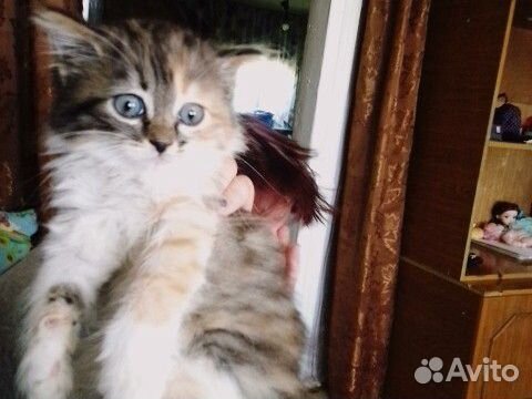 Кошка Анфиса купить на Зозу.ру - фотография № 4