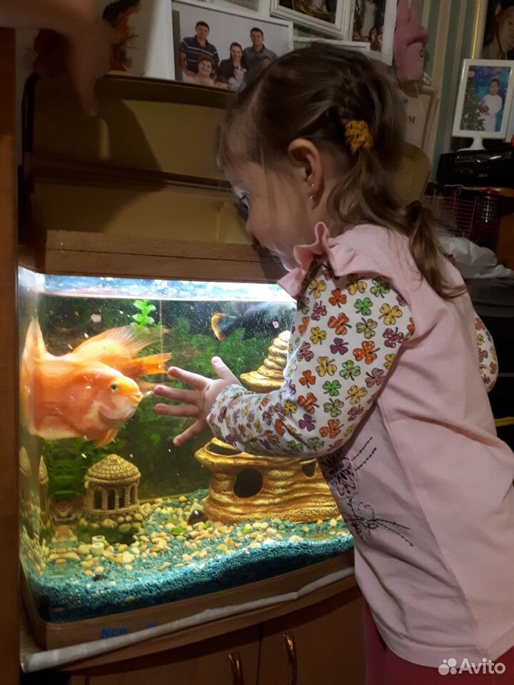 Продам аквариум с рыбами купить на Зозу.ру - фотография № 1