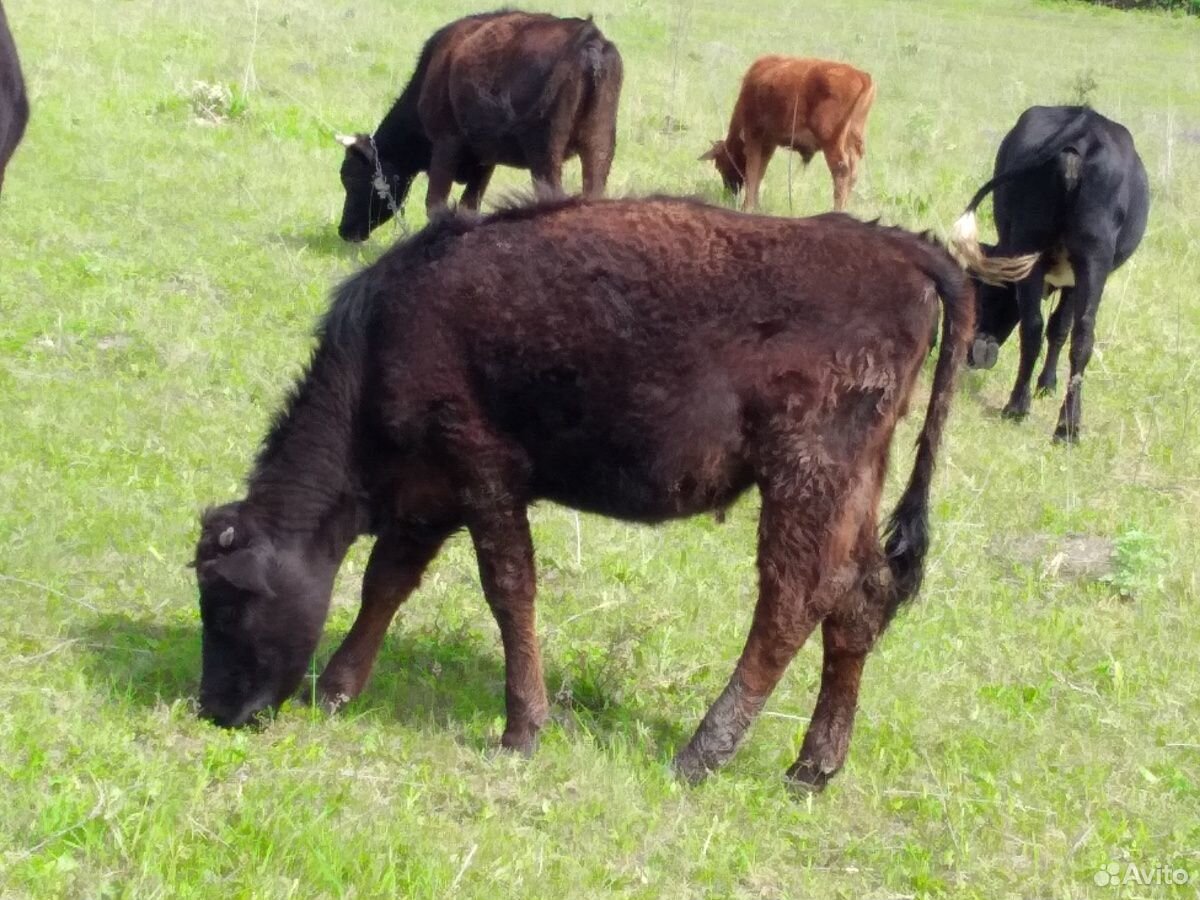 Корова,бык купить на Зозу.ру - фотография № 2